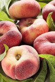 Several vineyard peaches with leaves