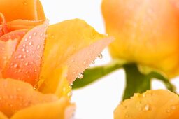 Salmon coloured rose petals with drops of water