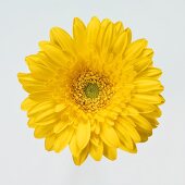 Yellow gerbera