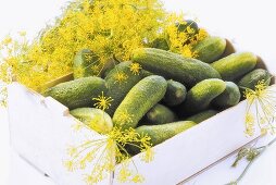 Fresh pickles and dill blossoms