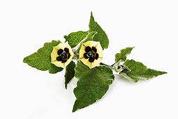 Physalis flowers on twig