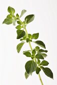 A sprig of oregano