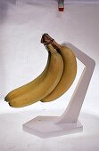 Bananenstaude an einem Halter: verschiedene Reifegrade - Steps