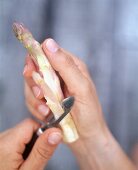 Spargel in einer Hand wird mit Sparschaeler geschaelt