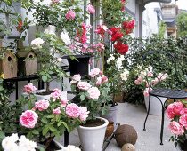 Various types of roses in tubs on a balcony