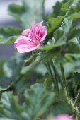 Purple flower of the pelargonium "Welling