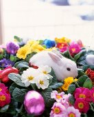 White rabbit in prime roses
