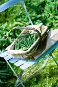 frische Bohnen in einem Weidenkorb stehen auf blauem Stuhl