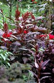 Bronze foxtail 'Bronze Standard' amaranth in front of red flowers