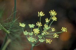 Yellowish flowering fennel shoot 'Foeniculum 'Smokey', close up