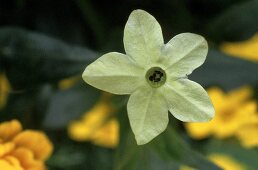whitish-yellow flower of ornamental tobacco, yellow flowers blurred in the background