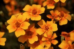 Orange-yellow flowers of the student flower (Tagetes) 'Gnom'