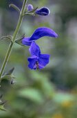 Single flower of deep blue sage with wasp