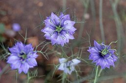 Four pale blue flowers of the maiden in the green