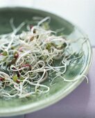Alfalfa Sprossen auf grünem Teller 