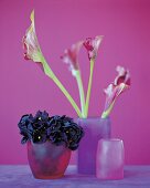 Blüten der Calla und ein Strauß Stiefmütterchen in Vasen