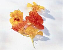 Gelbe + orange Blüten der Kapuzinerkresse