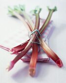 Tied rhubarb on white background