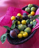 Close-up of plums, prunes, mirabelle and greengage in basket