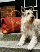 Hirtenhund Lisa liegt auf einer Stuf e vor einer Reisetasche von Mulberry