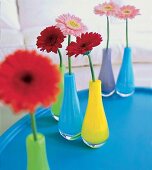 bunte Glasvasen mit einzelnen Blüten Blumenvasen, Vasen