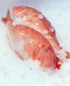 Close-up of fresh red mullet on ice