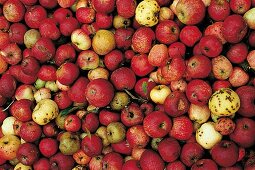 Alte Apfelsorten, Äpfel, rot und runzelig auf einem Haufen