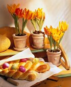 Tulips in pot on table with osterzopf decorated with colourful eggs on table