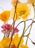 Close-up of Iceland poppies, tulips and ranunculus
