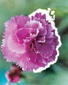Nelkenblüte Pikes Pink, Gartennelke close-up