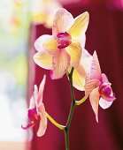 Orchidee Phalaenopsis Hybride close-up der Blüte
