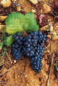 Weintrauben, blau, Tannat Trauben, Weinsorte Madiran, Südwestfrankreich