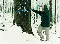 Wald, Förster beim Markieren der Bäume, auf Gut Hohenhaus, Thüringen