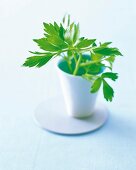 Fresh lovage branches in white cup