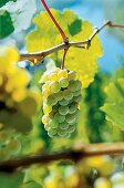 Riesling, grüne Trauben, Weintrauben Steillage Calmont, Weingut Franzen