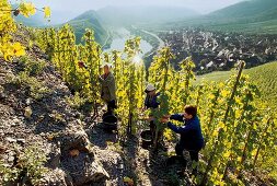 Erntehelfer auf Weinberg in der Steillage Calmont, Weingut Franzen