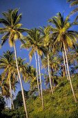 Palm trees in Relax Bay Resort, Phuket, Thailand