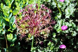 Close-up of Allium flower