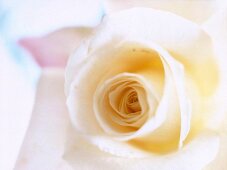Extreme close-up of white rose