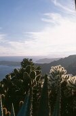 Blick auf Kaktusgarten am Meer Frankreich
