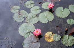 Pink water lily floating on water