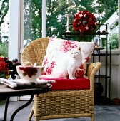 White cat and floral pattern cushion on wicker chair in conservatory