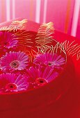 Rosa Gerbera-Blüten schwimmen in einer roten Schale.