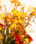 Blumenstrauß aus Bartnelken und Montbretien, close up, Detail