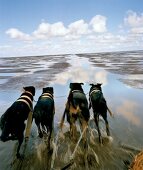 Hunde ziehen einen Schlitten durch das Wattenmeer