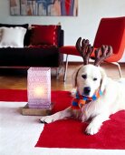 Hund liegt auf Teppich vor Lampe im Wohnzimmer, Golden Retriever