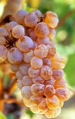 Bunch of Riesling grapes, close-up