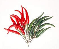 Red and green chilli peppers on white background