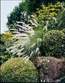 Close-up of boxwood ball and spring bristle grass