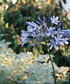 Flower of a decorative lily in front of garden greenery